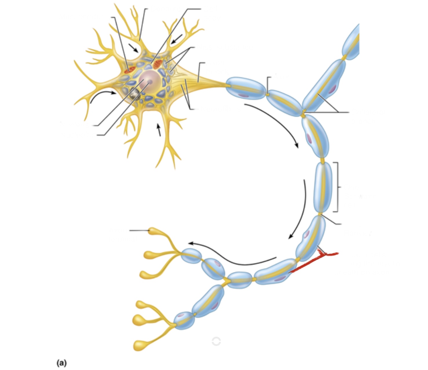 knowt flashcard image