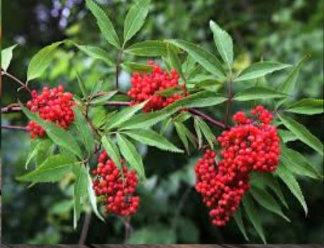 <p>Order:</p><p>Family:</p><p>Genus:</p><p>Species:</p>