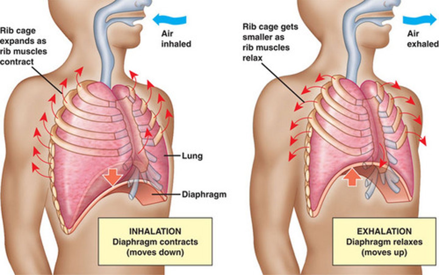 <p>volume and pressure changes caused by internal and external intercostal muscles, the diaphragm, and abdominal muscles</p>