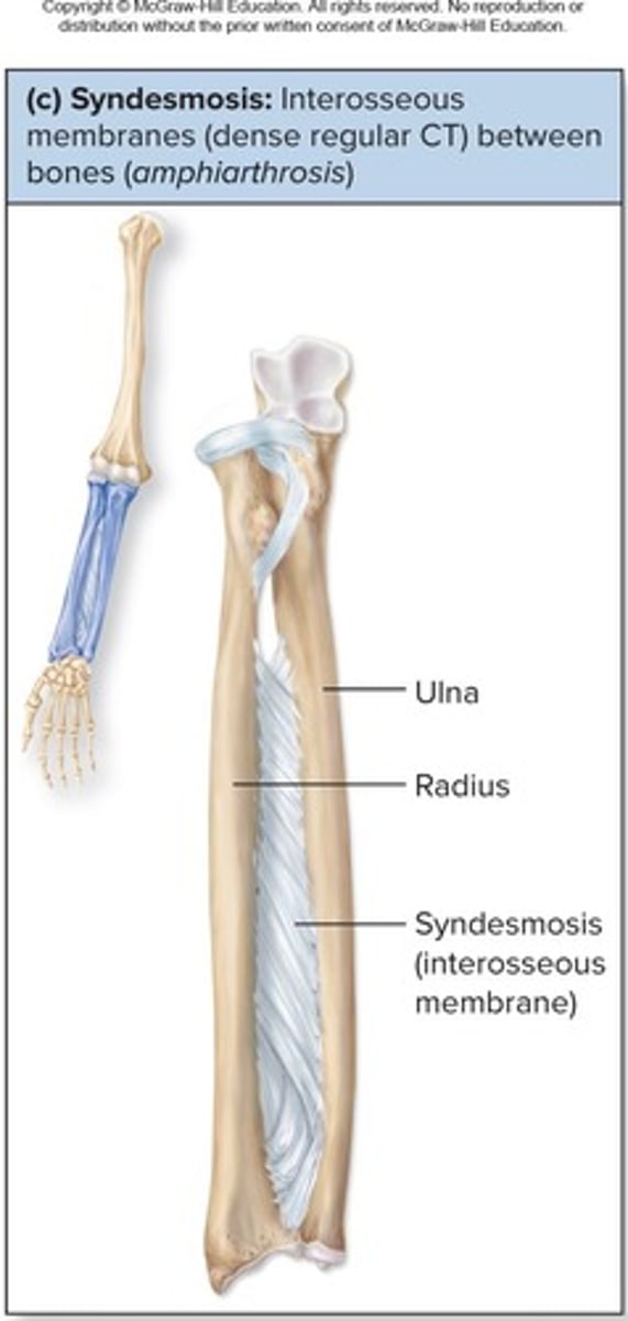 <p>Bound by interosseous membrane, allowing little to no movement</p>