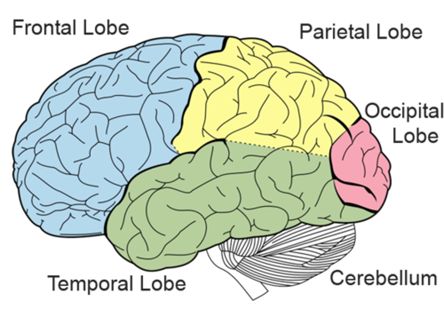 <p>frontal, parietal, occipital, temporal, and limbic</p>