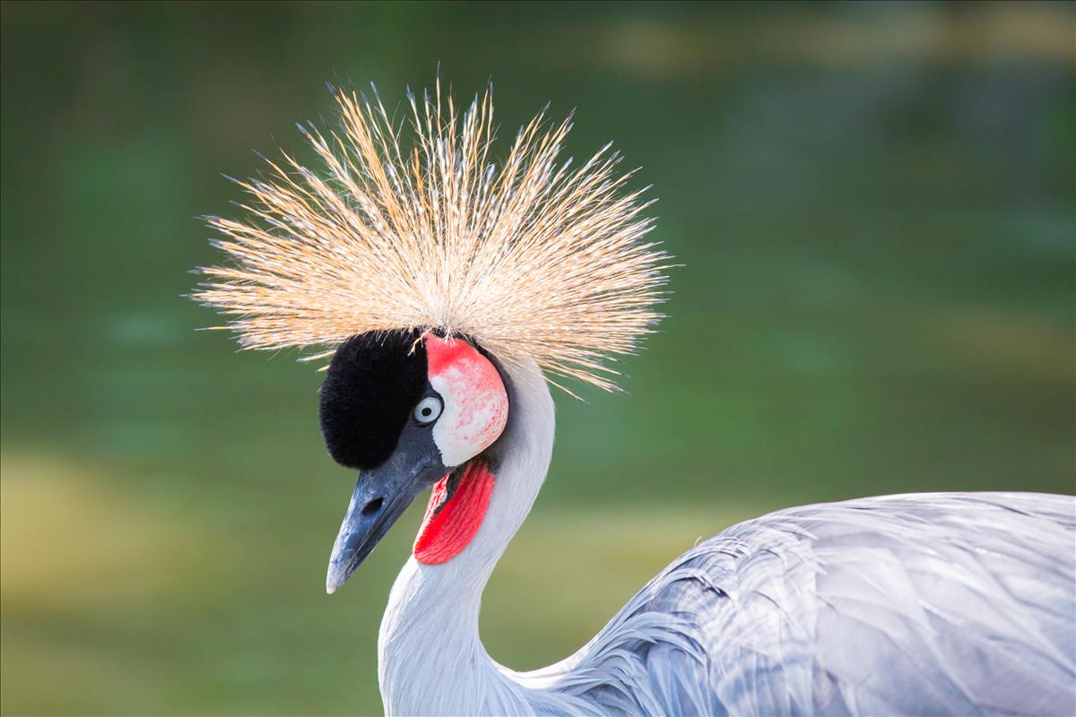 <p>Grey-crowned Crane</p>