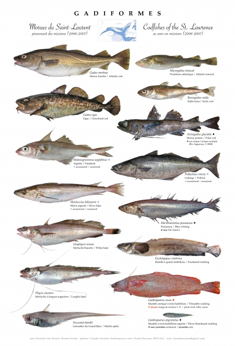 <p>Clade of <strong>cods</strong>, haddocks, and hakes</p>
