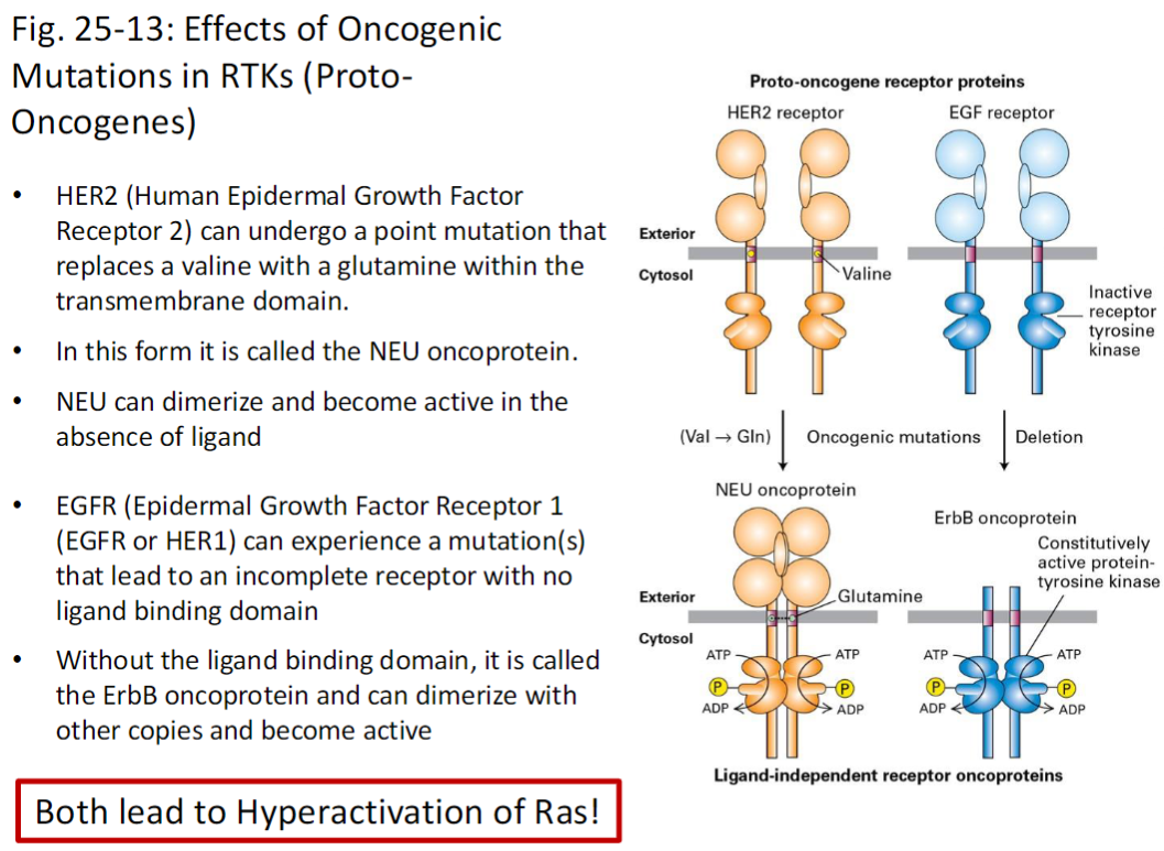 <p><strong>HER2 Mutation</strong><br> <strong>HER2</strong> (<strong>Human Epidermal Growth Factor Receptor 2</strong>) can undergo a <strong>point mutation</strong> replacing <strong>valine</strong> with <strong>glutamine</strong> in the <strong>transmembrane domain</strong><br> Mutated form = <strong>NEU oncoprotein</strong><br> <strong>NEU</strong> can <strong>dimerize</strong> and become <strong>active without ligand</strong></p><p><strong>EGFR Mutation</strong><br> <strong>EGFR</strong> (<strong>Epidermal Growth Factor Receptor 1 / HER1</strong>) can mutate to produce an <strong>incomplete receptor</strong> lacking the <strong>ligand-binding domain</strong><br> Mutated form = <strong>ErbB oncoprotein</strong><br> Can <strong>dimerize with other copies</strong> and become <strong>active</strong></p><p><strong>Key Outcome</strong><br> Both mutations lead to <strong>hyperactivation of Ras</strong>, driving <strong>cell proliferation</strong> and potential <strong>tumorigenesis</strong></p>