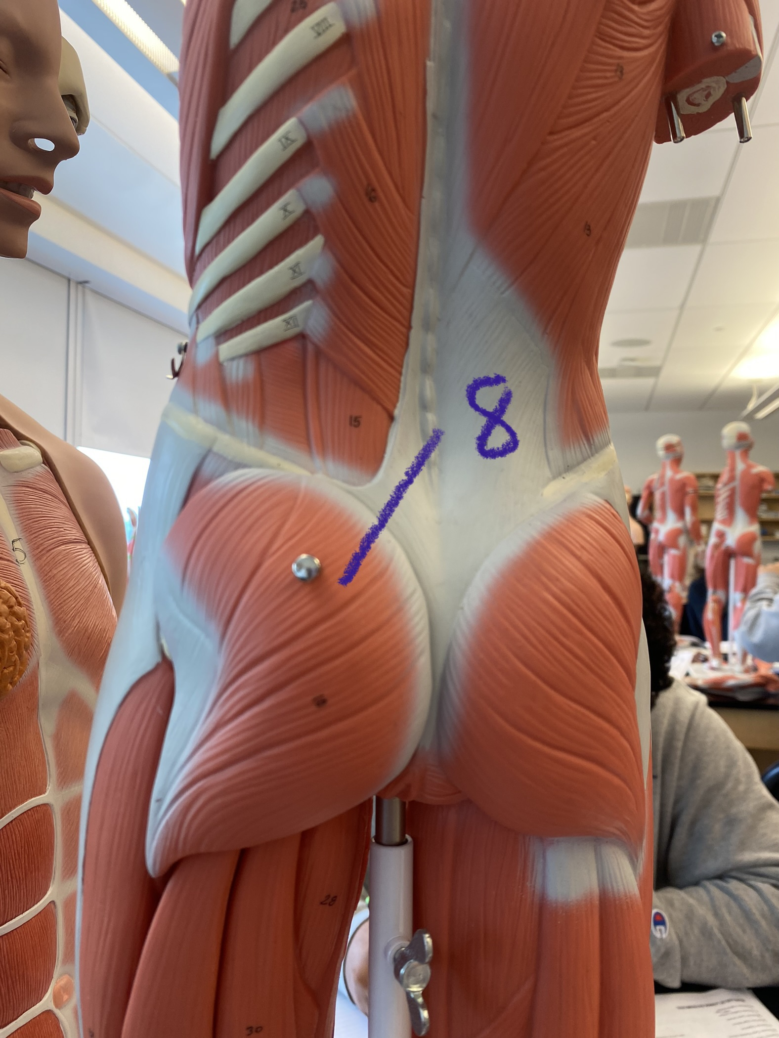 Muscle on thigh and leg: quadriceps (posterior) #8