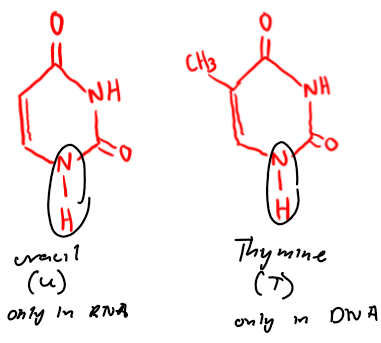 <p>Uracil is only found in RNA, while thymine is only found in DNA. </p>