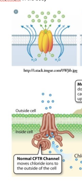<ul><li><p>chloride ions move out of cells —&gt; water follows path of ions (osmosis —&gt; water moves to area with higher solute concentration) —&gt; water moves to things like the inside of&nbsp;intestines</p></li><li><p>Keeps&nbsp;intestines&nbsp; hydrated and helps the mutate of mucus</p></li></ul><p></p>