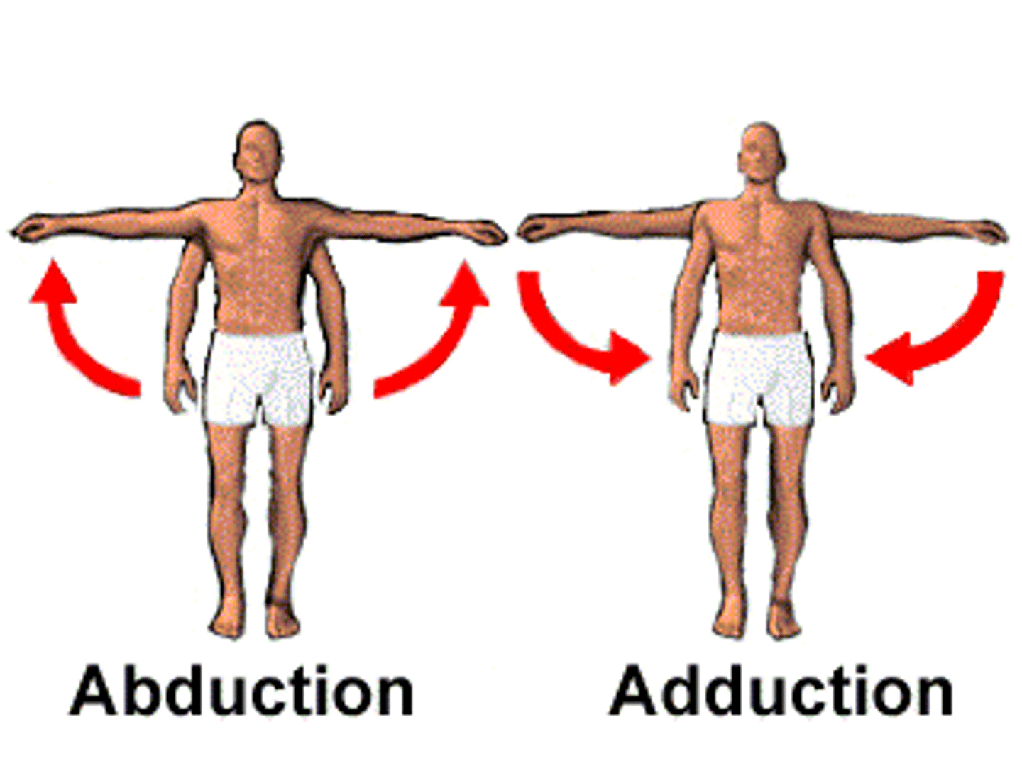 <p>up and away from the center of the body</p>