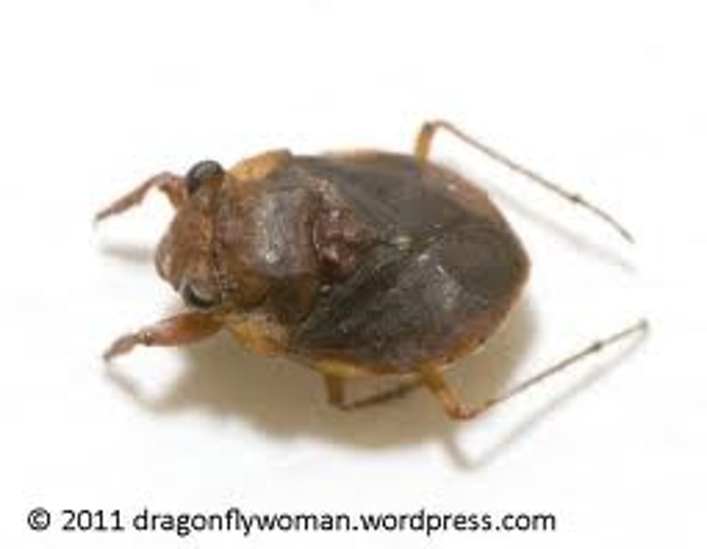 <p>Fore leg with 2 claws, tarsus separated from tibia; profemora not broadly triangular; pronotum at base of head as wide as eyes ... ... Gelastocoris</p><p>Fore leg with one claw (2 in nymphs), tarsus &amp; tibia look fused; profemora broadly triangular; pronotum at base of head wider at front than eyes ... ... Nerthra</p>