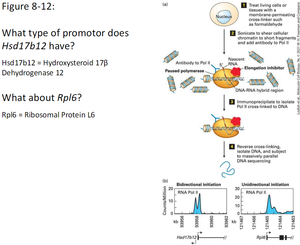 <p><strong>Genes Shown</strong><br> Hsd17b12: Hydroxysteroid 17β Dehydrogenase 12<br> Rpl6: Ribosomal Protein L6</p><p><strong>Question</strong><br> What type of promoter does Hsd17b12 have<br> What type of promoter does Rpl6 have</p><p><strong>Experimental Overview</strong><br> Cells treated with formaldehyde to cross-link DNA and proteins<br> Chromatin sheared by sonication<br> Antibody to RNA Pol II added<br> Paused polymerase and nascent RNA captured<br> Pol II–DNA complexes immunoprecipitated<br> Cross-links reversed<br> DNA sequenced</p><p><strong>What the Figure Shows</strong><br> RNA Pol II signal across each gene<br> Direction of transcription initiation is visible</p><p><strong>Interpretation</strong><br> Bidirectional initiation → CpG island promoter<br> Unidirectional initiation → TATA or Inr promoter</p>