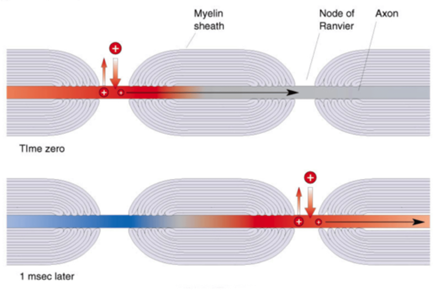 <p>As action potentials travel through a myelinated axon, the AP jumps from opening between the myelin called the nodes of ranvier, this makes the propagation of the AP energy efficient and fast.</p>