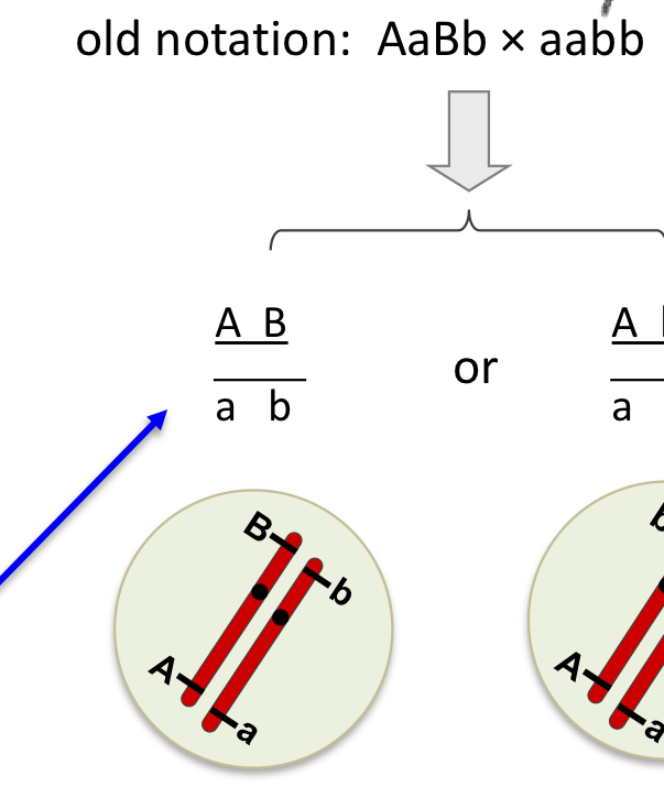 <ul><li><p>same dominance with same dominance&nbsp;</p></li></ul><p></p>
