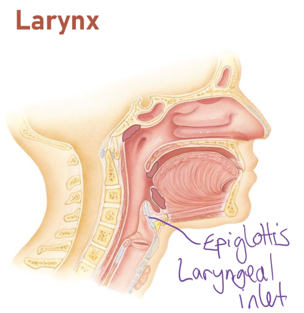 <p>-Last part of upper respiratory system</p><p>-Contains the epiglottis which is a flap of cartilage that covers laryngeal inlet during swallowing and directs food down the oesophagus and ensures food or drinks dont enter lower respiratory system when swallowing </p><p>-Also contains voice box</p>