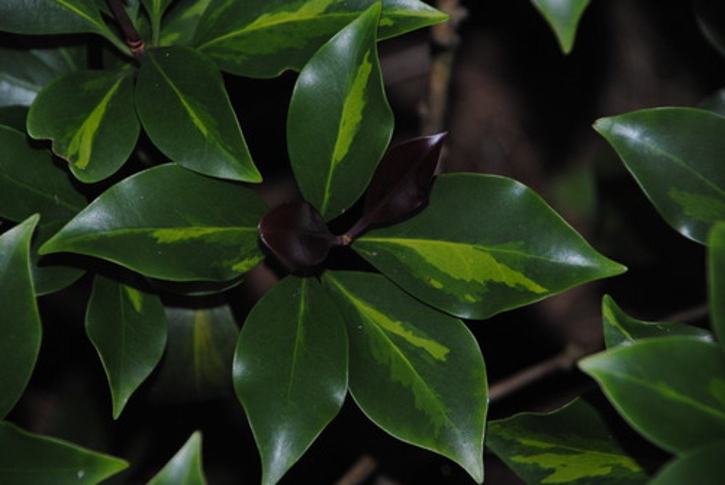 <p>dark (green)</p>