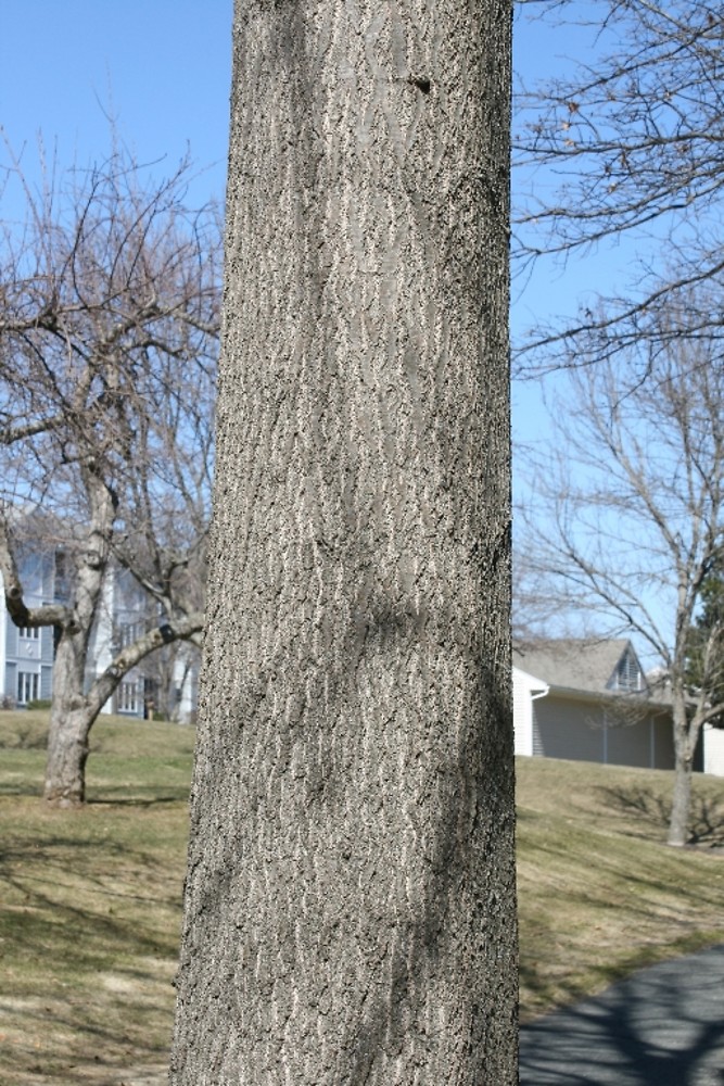 <p>pin oak, Quercus palustris, Fagaceae</p>