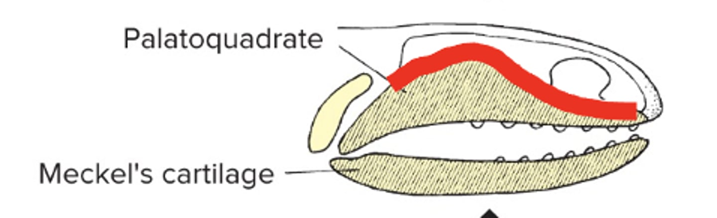 <p>Jaw (mandibular arch) attaches directly to skull, not via hyomandibular</p><p>Found in placoderms and acanthodians</p>