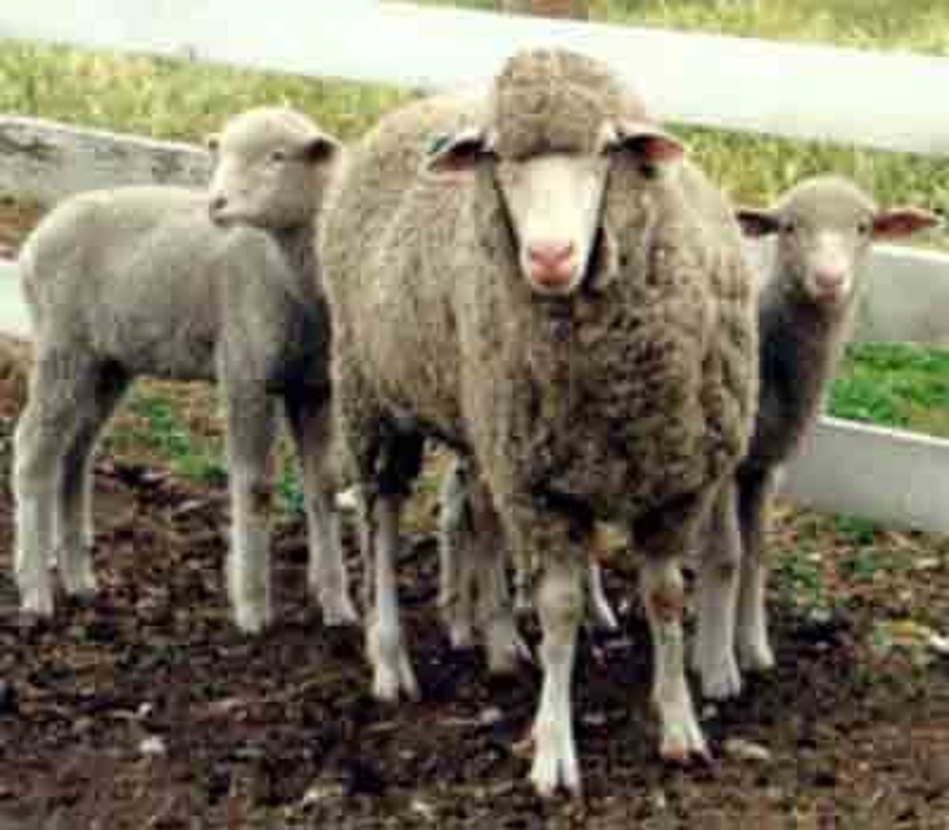 <p>rambouillet ramx lincoln ewe</p><p>reciprocal cross of columbia</p><p>adaptable in range conditions</p><p>fairly useful</p><p>small numbers</p>