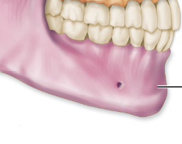 <p>only movable portion of the skull; forms chin</p>