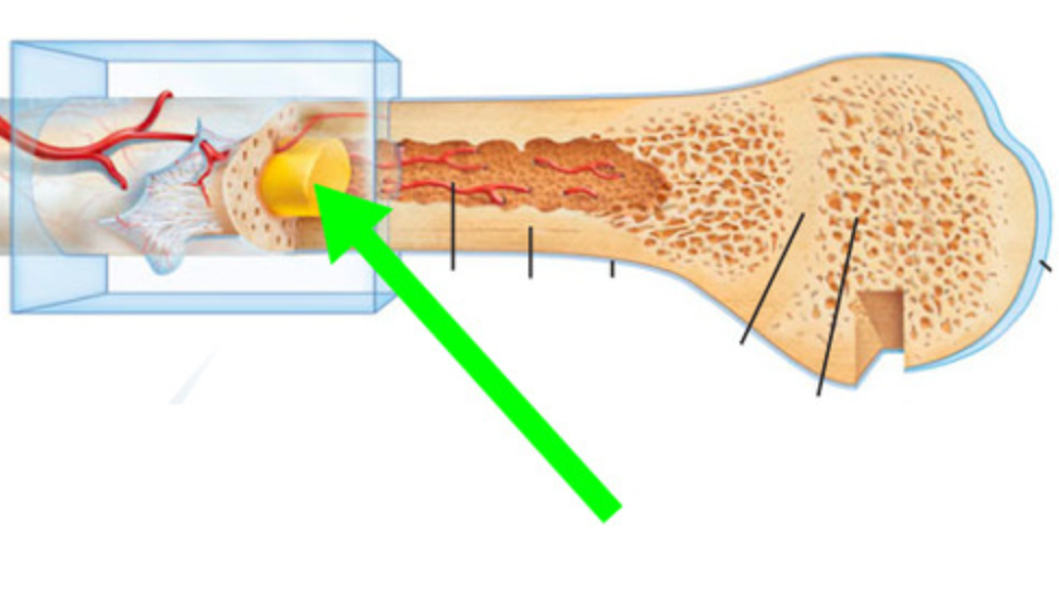 <p>What is this bone structure?</p>