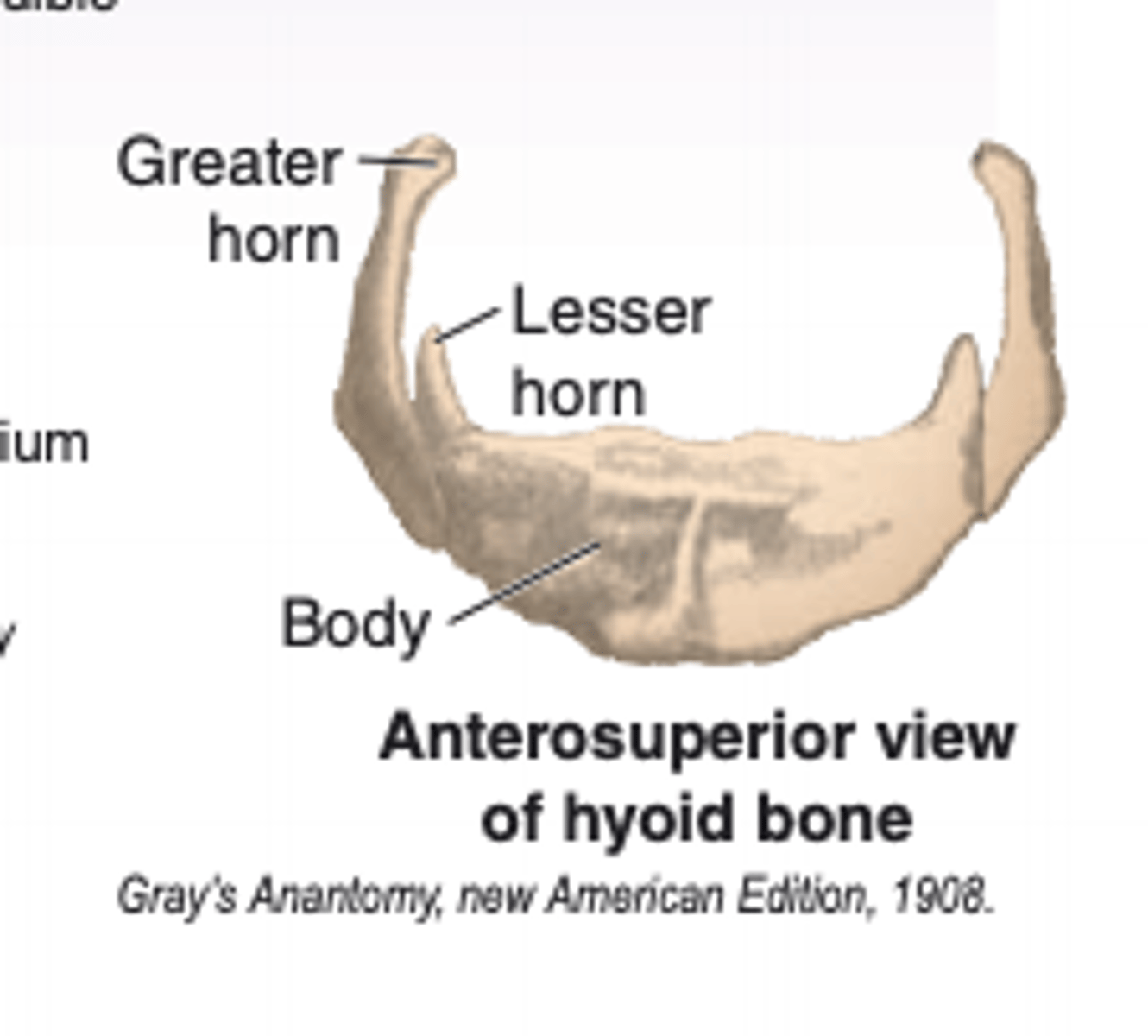 <p>larger greater horns and smaller lesser horns</p>