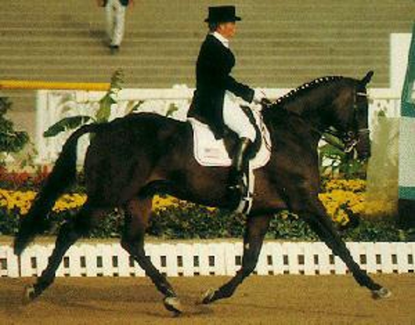 <p>Dutch warmblood</p>