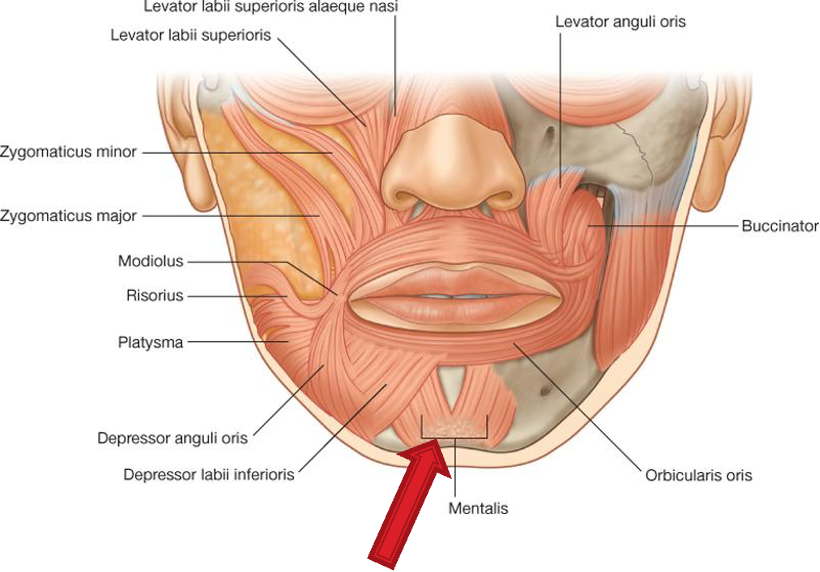 <p>action: elevates and protrudes lower lip</p>