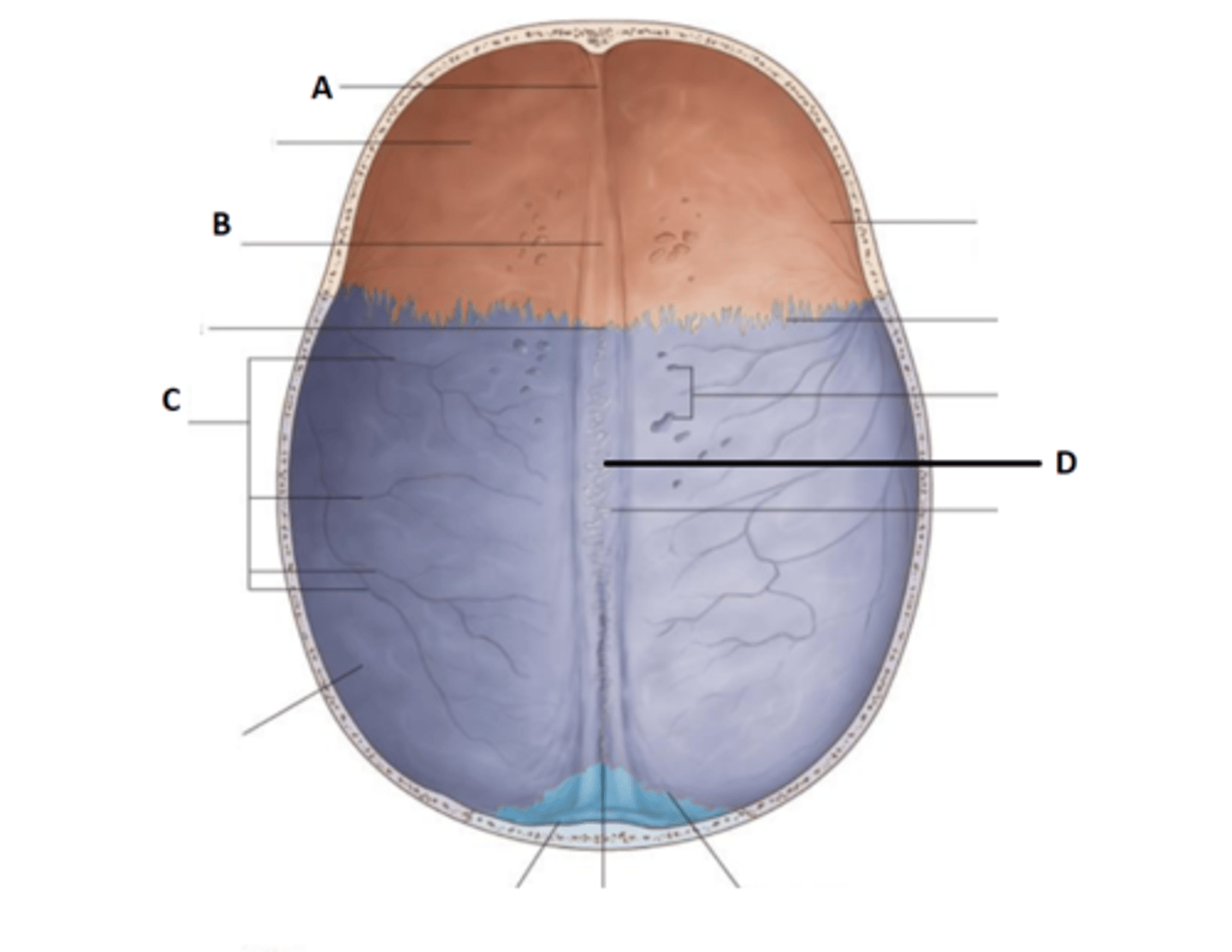 <p>made when the parietals are articulated and the shallow grooves along the sagittal edge of each parietal combine along the endocranial midline</p>