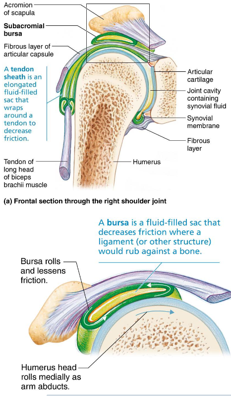 <ul><li><p>Elongated bursae wrapped completely around tendons subjected to friction</p></li></ul><p></p>