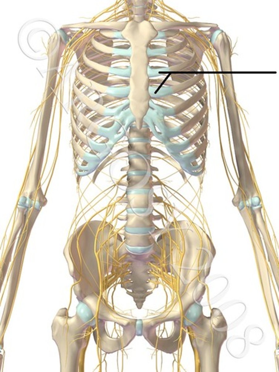 <p>Connects bone to bone</p>