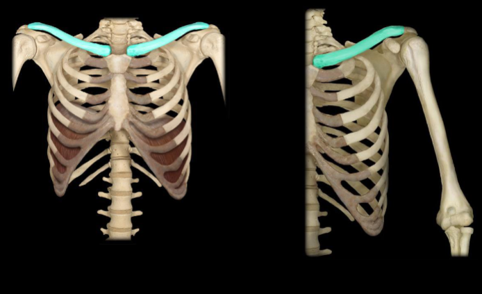<p>what bone is highlighted in this image?</p>