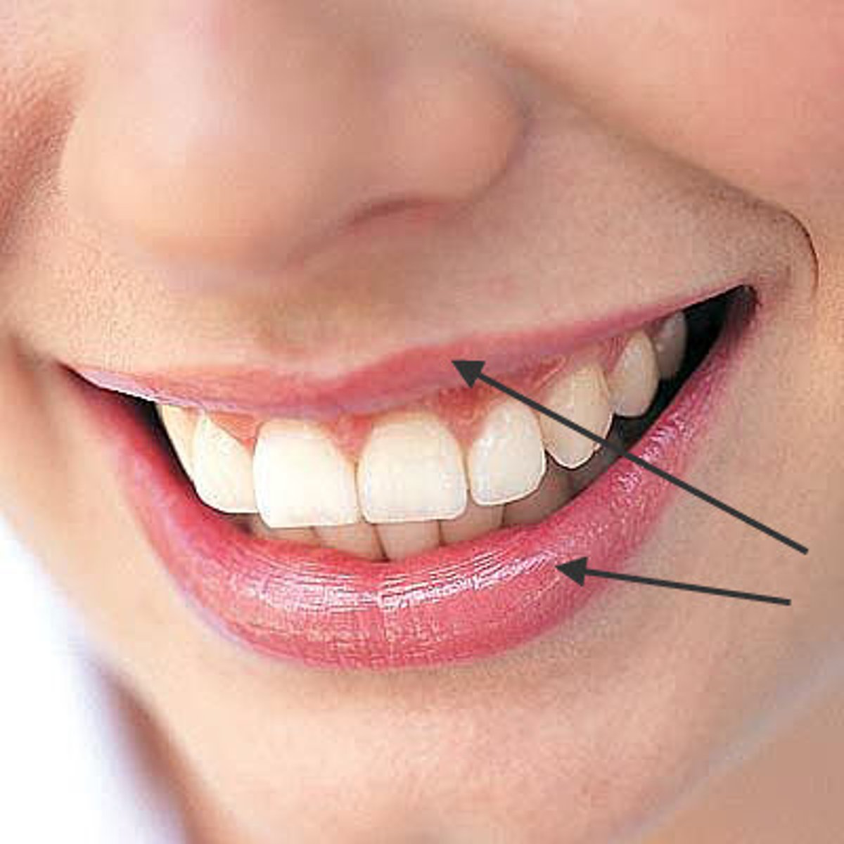 <p>lip</p>