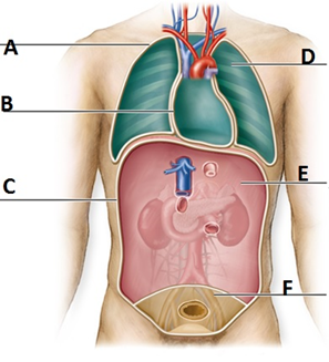 which body cavity is found at letter F