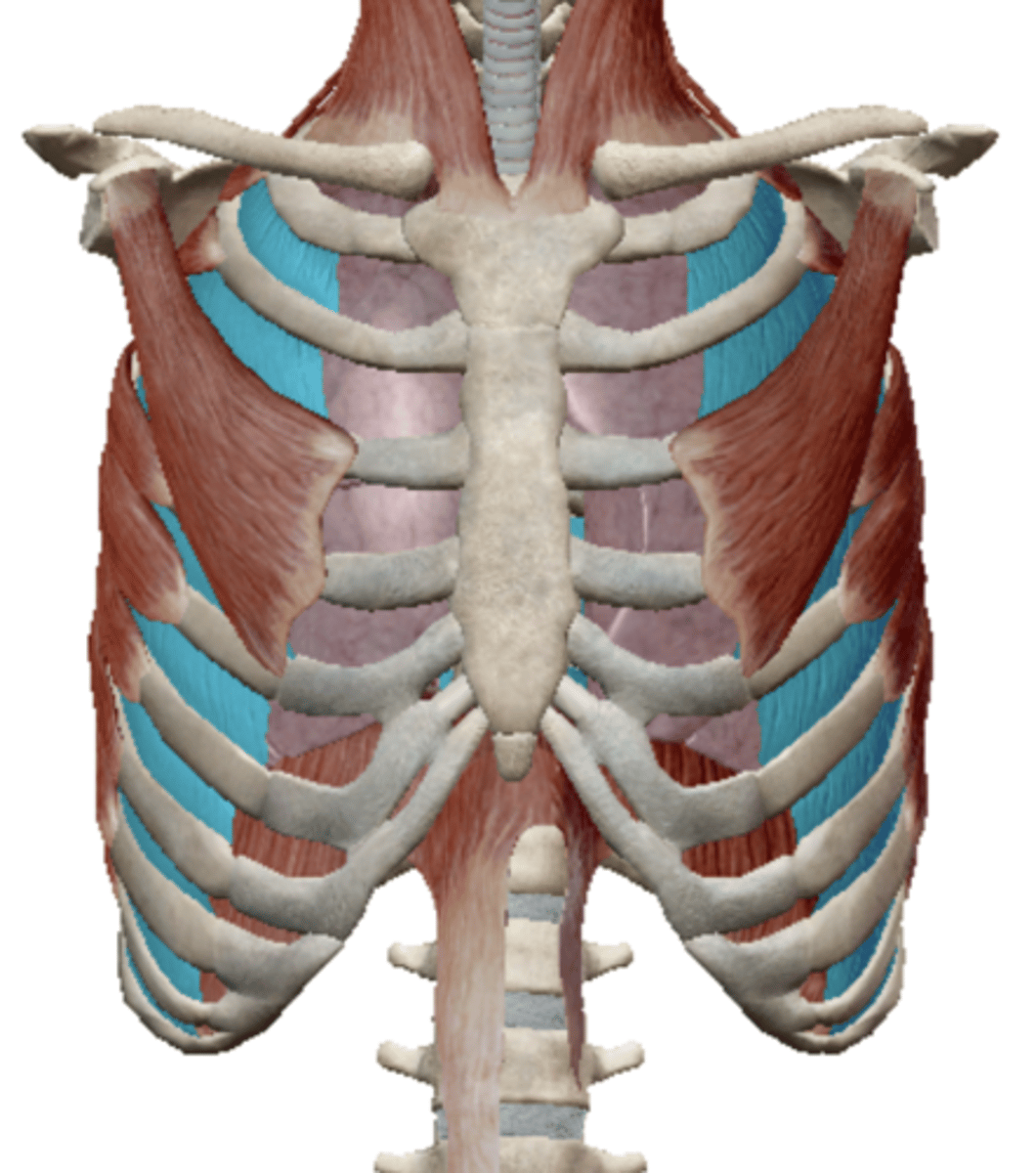 <p>Name the muscle</p>