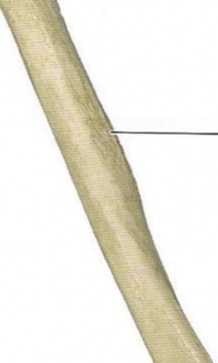 <p>deltoid tuberosity</p>