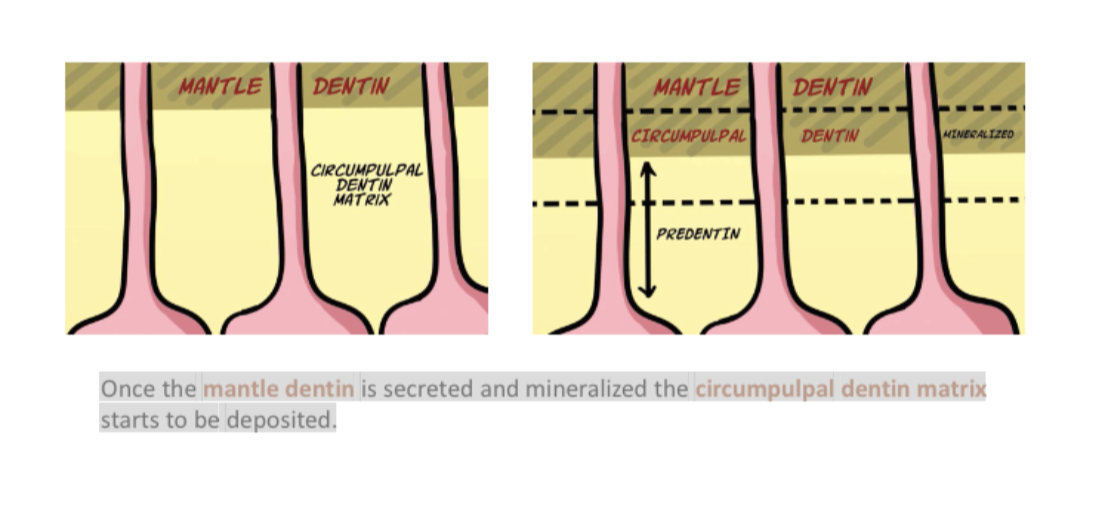 <p><span style="font-size: calc(var(--scale-factor)*24.00px);">Once organic matrix is secreted, the matrix is mineralized, but only up to a</span><span><br></span><span style="font-size: calc(var(--scale-factor)*24.00px);">point where there is a small layer of unmineralized organic matrix between</span><span><br></span><span style="font-size: calc(var(--scale-factor)*24.02px);">the odontoblast cell body.</span></p><p><br><span style="font-size: calc(var(--scale-factor)*21.96px);">This unmineralized matrix&nbsp;</span><span style="font-size: calc(var(--scale-factor)*21.98px);">layer is called predentin.&nbsp;</span><span style="font-size: calc(var(--scale-factor)*21.96px);">It is always present throughout dentinogenesis between the odontoblast cell body and the mineralized portion of dentin.</span></p><p><span style="font-size: calc(var(--scale-factor)*21.96px);">Once the mantle dentin is secreted and mineralized the circumpulpal dentin matrix</span><span><br></span><span style="font-size: calc(var(--scale-factor)*21.98px);">starts to be deposited.</span></p>