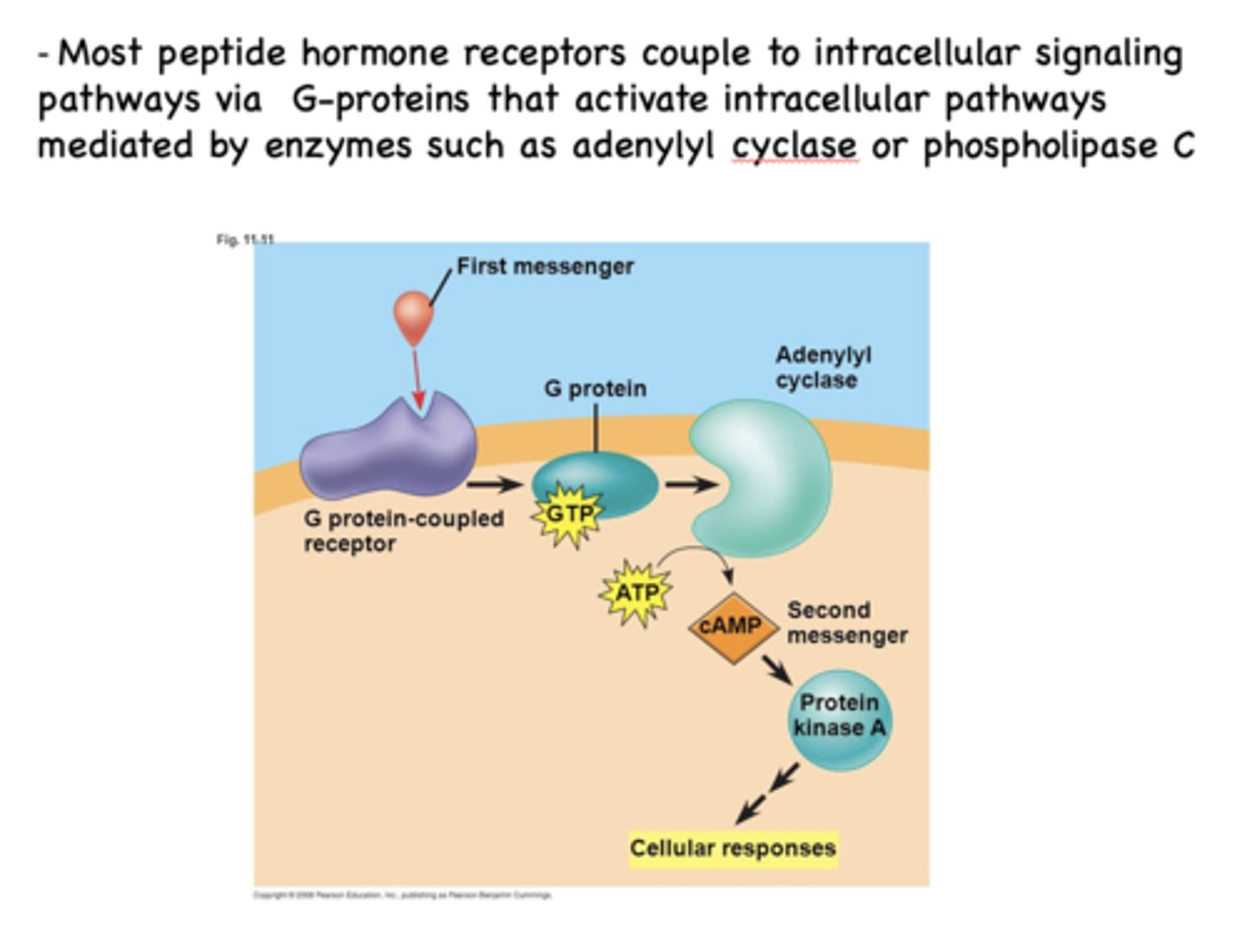 <p>Peptide hormones</p>