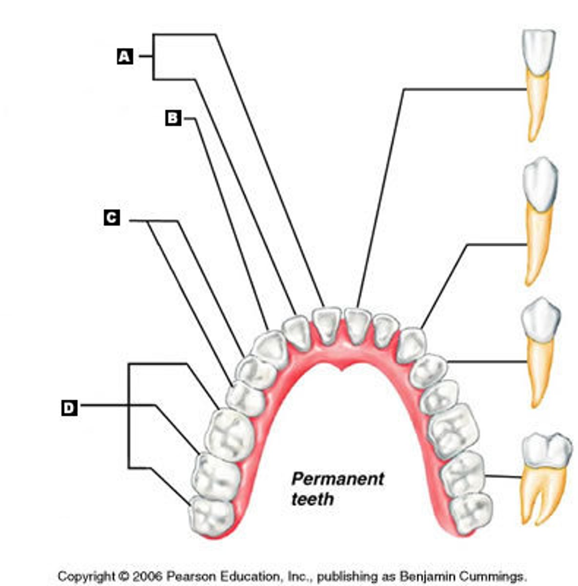 <p>4 types of teeth</p>