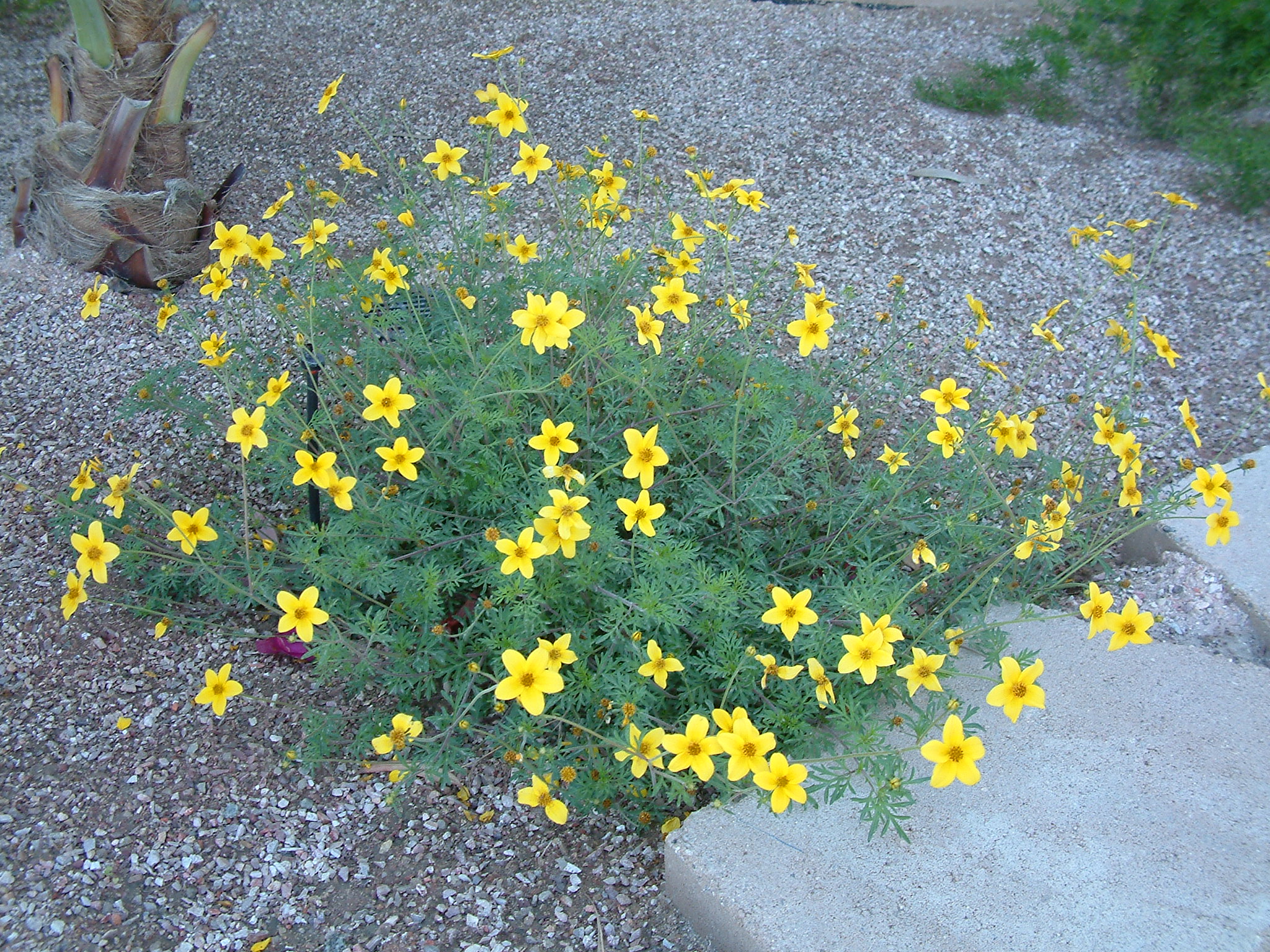 <p>A spreading, trailing plant with fine, feathery foliage and small, bright yellow star-shaped flowers.</p>