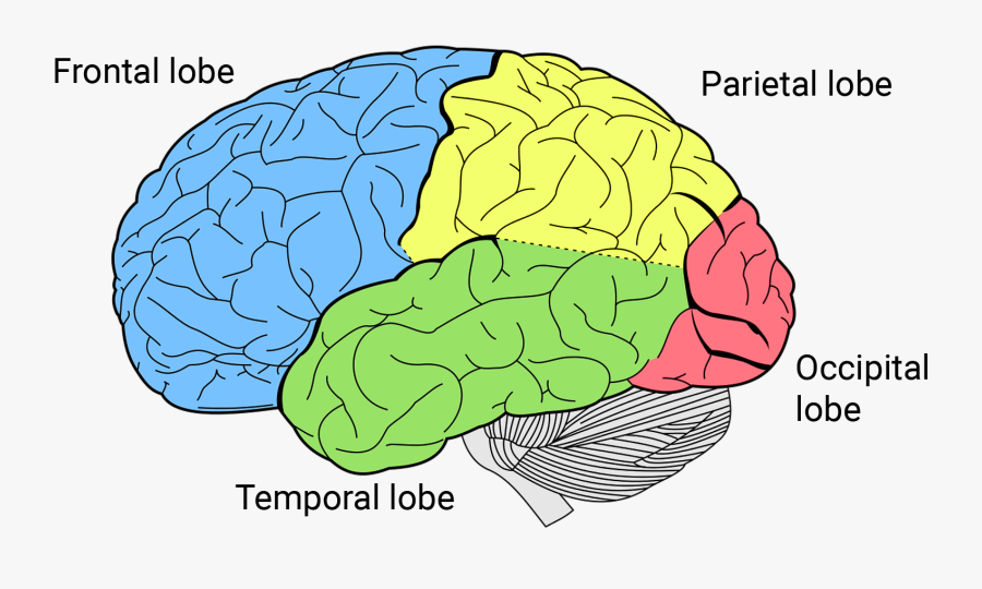 <p>Apart of the brain, which consists of the cerebral cortex (outer layer) and deep structures known as gyri and sulci that controls all conscious thoughts and intellectual functions and processes sensory and motor information.</p>