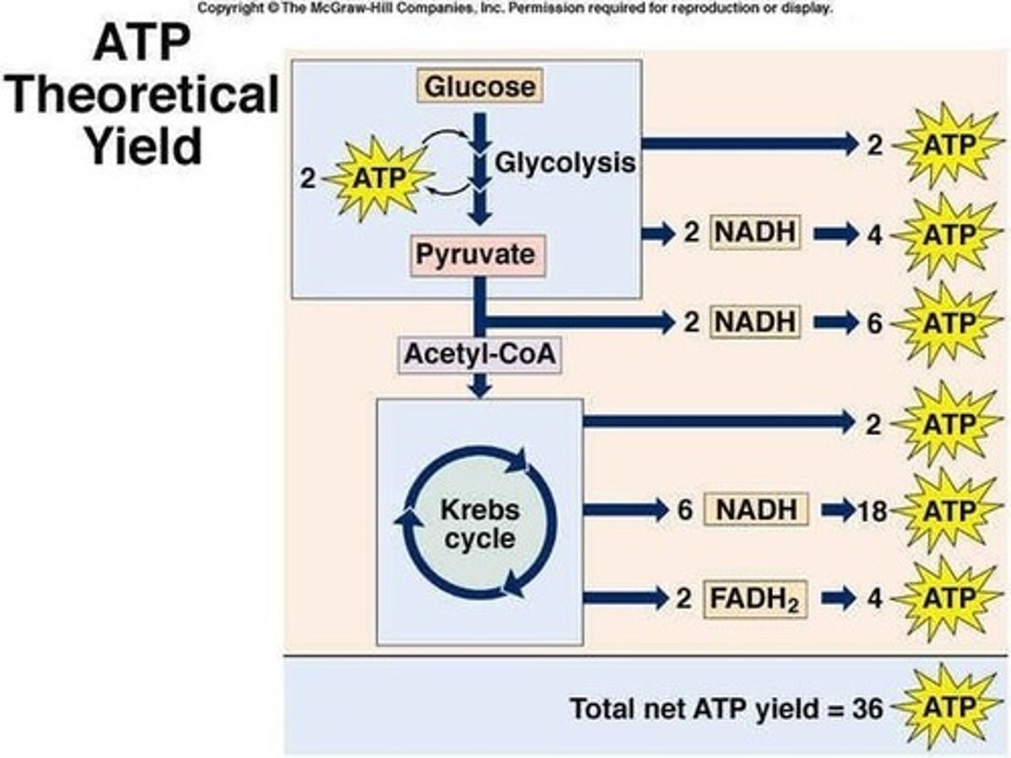 <p>(1) Glycolysis - 2 ATP, and 2 NADH</p><p>(2) The Linking Step (Pyruvate Dehydrogenase) - 2 NADH</p><p>(3) Kreb's Cycle - 2 GTP [similar to ATP], 6 NADH, and 2 FADH2</p><p>In total: 4 ATP/GTP, 10 NADH, 2 FADH2</p><p>Struggling to memorize the metabolic pathways (such as glycolysis and beta-oxidation)? Learn them like the back of your hand using Andrew's Metabolic Pathways Mastery Course @ https://mcatselfprep.com/course/andrews-metabolic-pathways-mastery-course/</p>