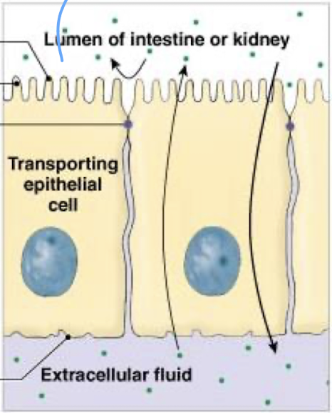 <ol><li><p>lumen of intestine or kidney</p></li><li><p>apical membrane</p></li><li><p>microvilli</p></li><li><p>tight junctions</p></li><li><p>basolateral membrane</p></li><li><p>extracellular fluid</p></li></ol><p></p>