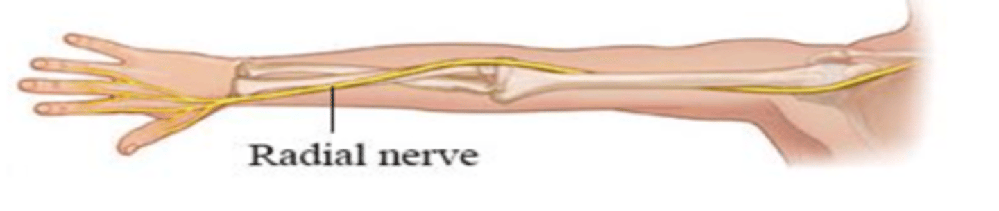 <p>Exits axillary fossa through triangular interval; passes posterior to humerus in radial groove between lateral and medial heads of triceps; perforates lateral intermuscular septum; enters cubital fossa, dividing into superficial (cutaneous) and deep (motor) branches</p>
