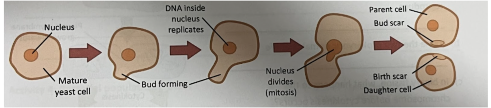 <ol><li><p>adult cell gives rise to bus</p></li><li><p>DNA replication</p></li><li><p>Nucleus division occurs via mitosis, providing each cell with genetically identical nuceus</p></li><li><p>cytokinesis occurs once bud is almost as large as parent</p></li></ol><p></p>