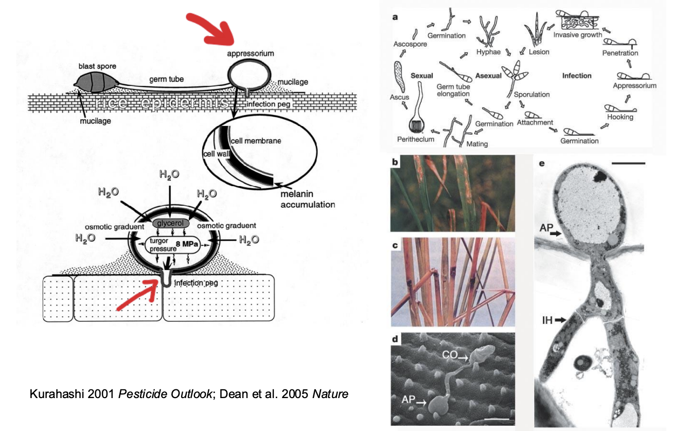 <ul><li><p>Magnaporthe grisea: pathogens use turgor pressure to complete life cycle</p></li><li><p><span style="background-color: inherit; line-height: 19.55px; color: windowtext;"><span>Use turgor pressure to invade/infect host tissue (plants)</span></span><span style="line-height: 19.55px; color: windowtext;"><span>&nbsp;</span></span></p></li><li><p class="Paragraph SCXO145515847 BCX0" style="text-align: left;"><span style="background-color: inherit; line-height: 19.55px; color: windowtext;"><span>Fungal spore attach to host surface --&gt; release enzyme from body --&gt;increase turgor pressure in plant cell with specialized compounds (melanin) --&gt; increase concentration in cell --&gt; start absorb water and increase turgor pressure</span></span><span style="line-height: 19.55px; color: windowtext;"><span>&nbsp;</span></span></p></li><li><p class="Paragraph SCXO145515847 BCX0" style="text-align: left;"><span style="background-color: inherit; line-height: 19.55px; color: windowtext;"><span>Cell uses turgor pressure to penetrate plants surface (pressure used to break cell epidermis) --&gt; creates infection path --&gt; gets into cell and finish cycle in cell</span></span><span style="line-height: 19.55px; color: windowtext;"><span>&nbsp;</span></span></p><ul><li><p class="Paragraph SCXO145515847 BCX0" style="text-align: left;"><span style="background-color: inherit; line-height: 19.55px; color: windowtext;"><span>Absorb and use hots nutrients</span></span><span style="line-height: 19.55px; color: windowtext;"><span>&nbsp;</span></span> </p></li></ul></li></ul><p></p>