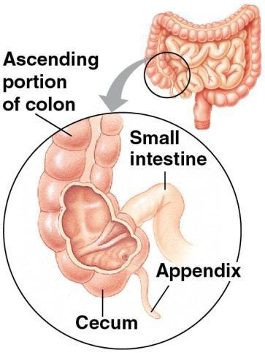 <p>The large intestine completes water absorption and stores undigested waste until elimination.</p>
