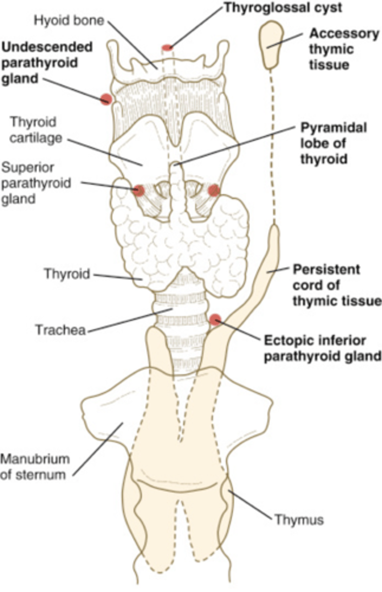 <p>-May be found near the carotid bifurcation or posterior to the carotid artery</p><p>-May also be located retroesophageal, substernal, submandibular, or intrathyroid</p>