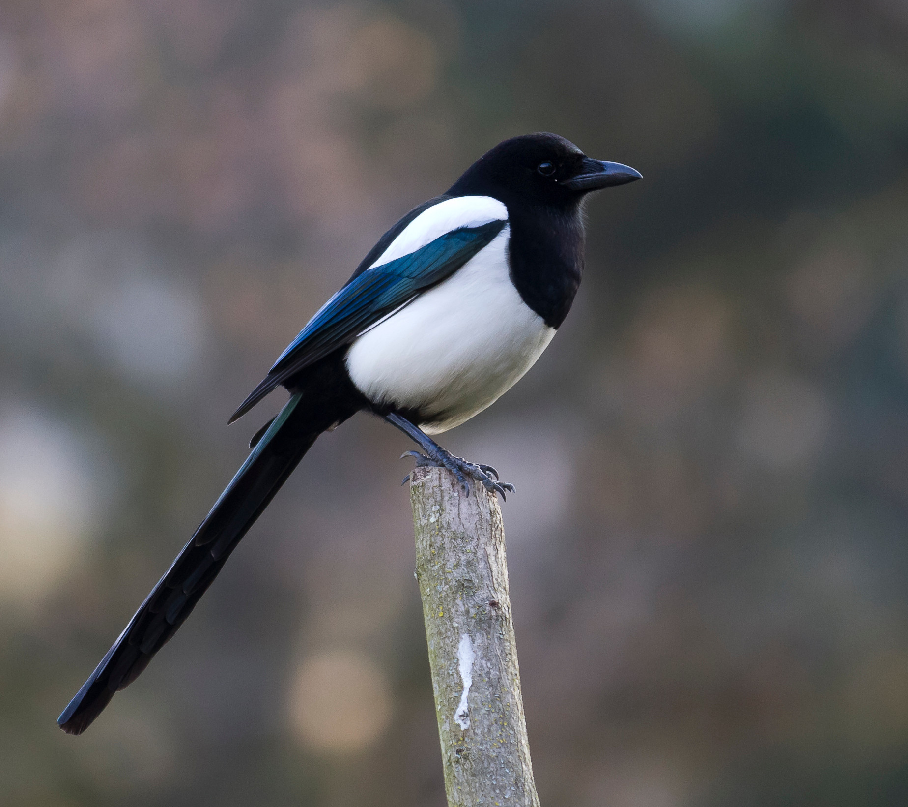 <p>magpie (n)  <br />
/ˈmæɡ.paɪ/</p>