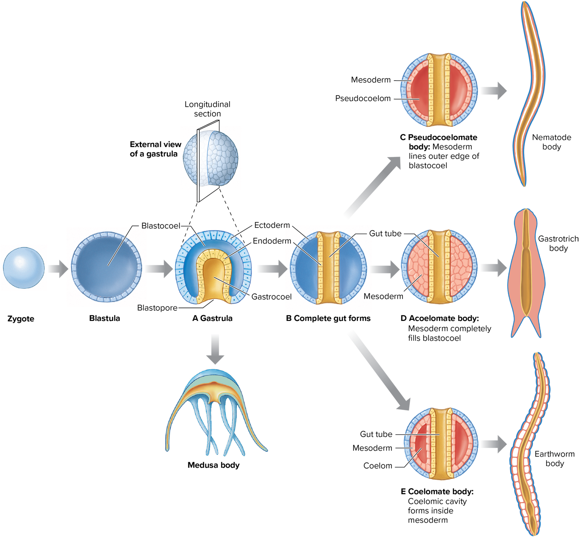 development