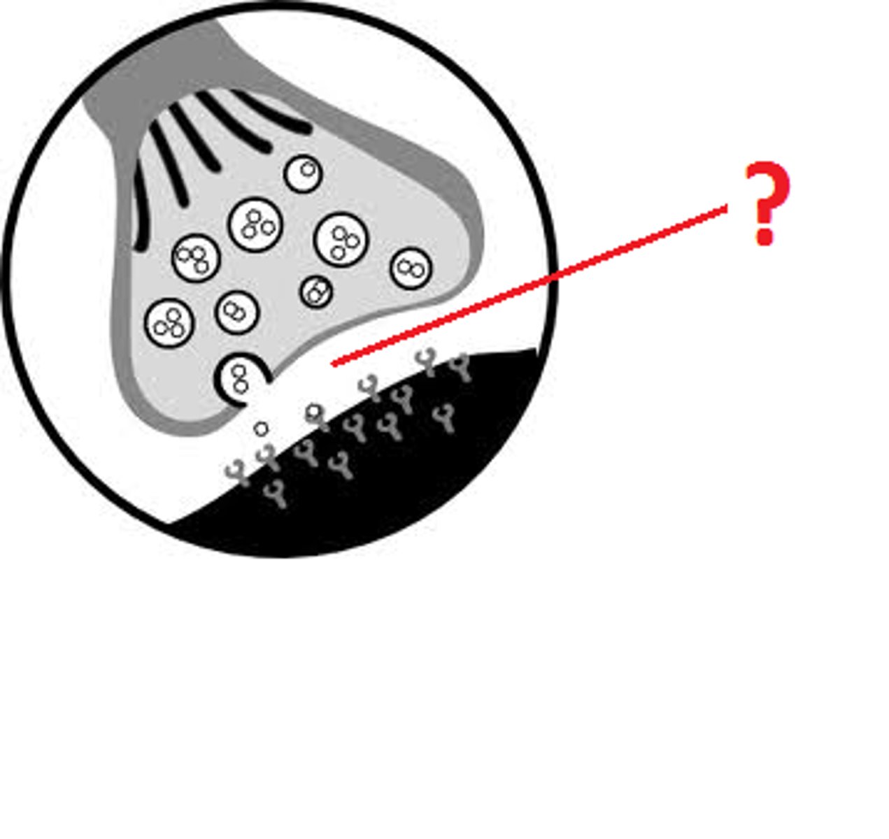 <p>The narrow gap that separates the presynaptic neuron from the postsynaptic cell.</p>