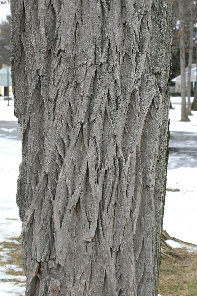 <p>black locust, Robinia pseudoacacia, Fabaceae</p>